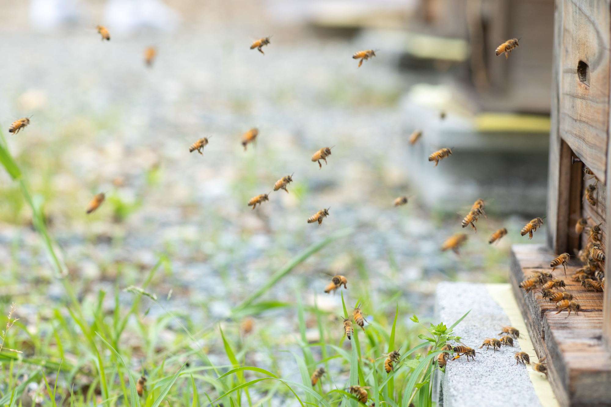 背景: 巣箱とミツバチ