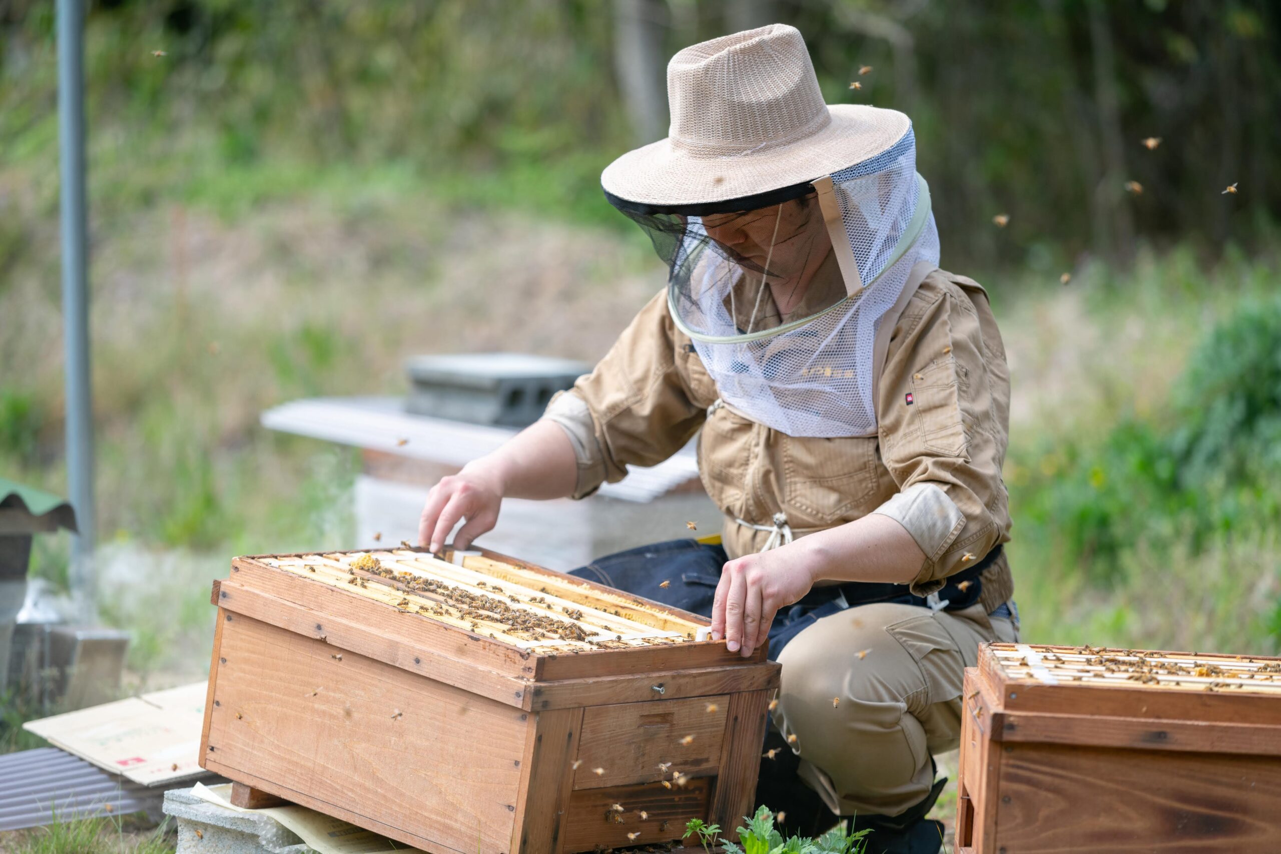 田んぼとクローバーの共生風景