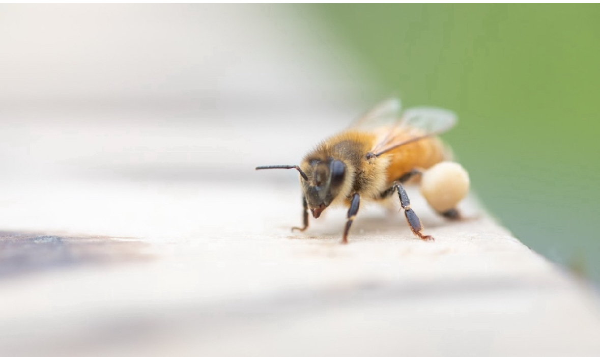 花粉団子をつけたミツバチ